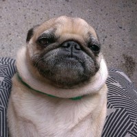 Grumpy Pug